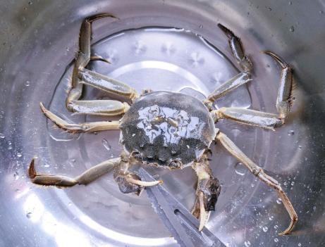 螃蟹直接蒸出来苦,螃蟹直接蒸还是要洗过