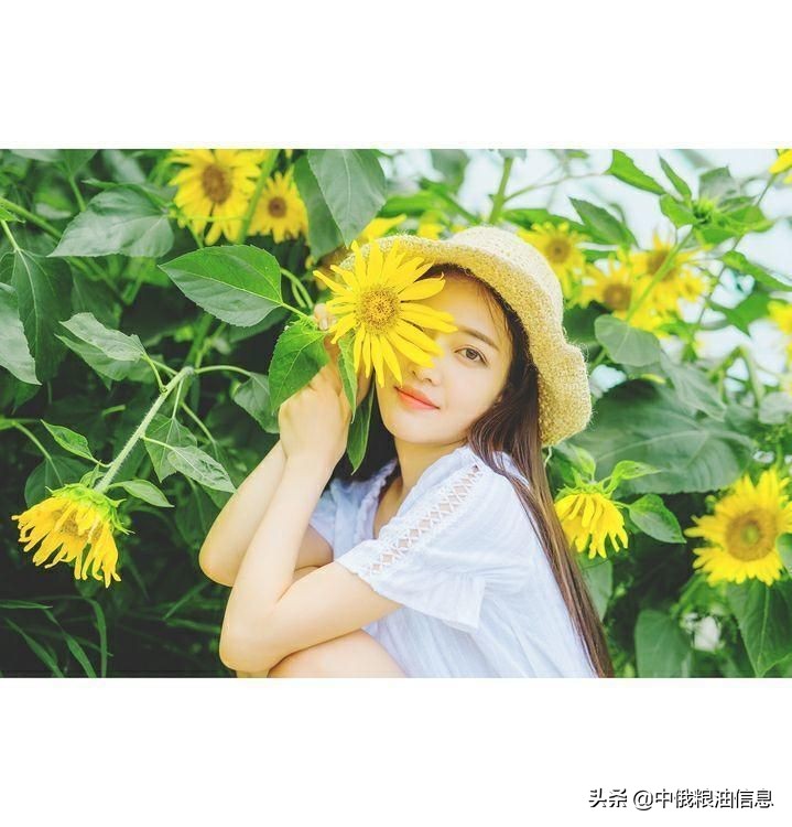 俄罗斯顿河葵花籽油,葵花籽油菜籽油俄罗斯