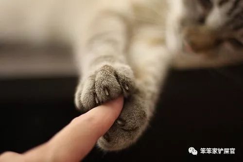 猫咪眼睛细菌感染的原因,猫咪身上有好多寄生虫不敢摸