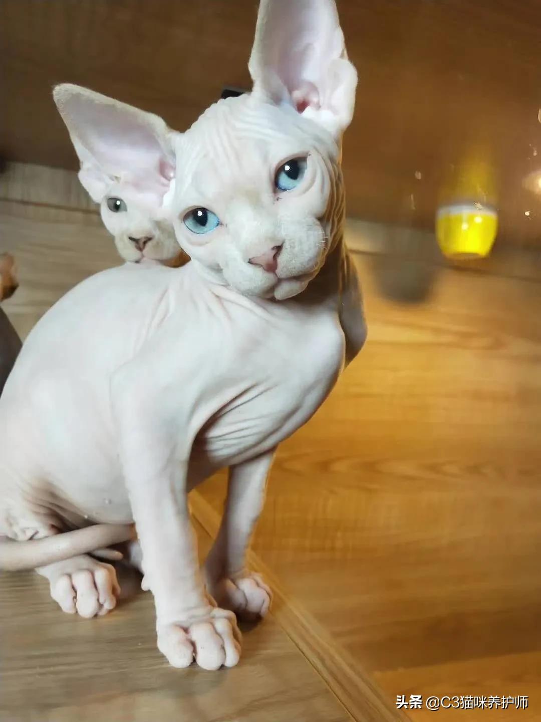 斯芬克斯无毛猫的冷知识,斯芬克斯猫是人工的吗