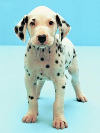 每日一犬,大麦町犬和小麦町犬的区别