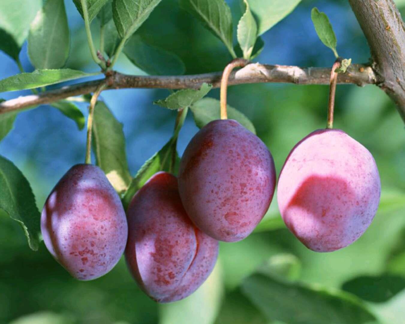 白露节气最佳水果,白露过后应季水果