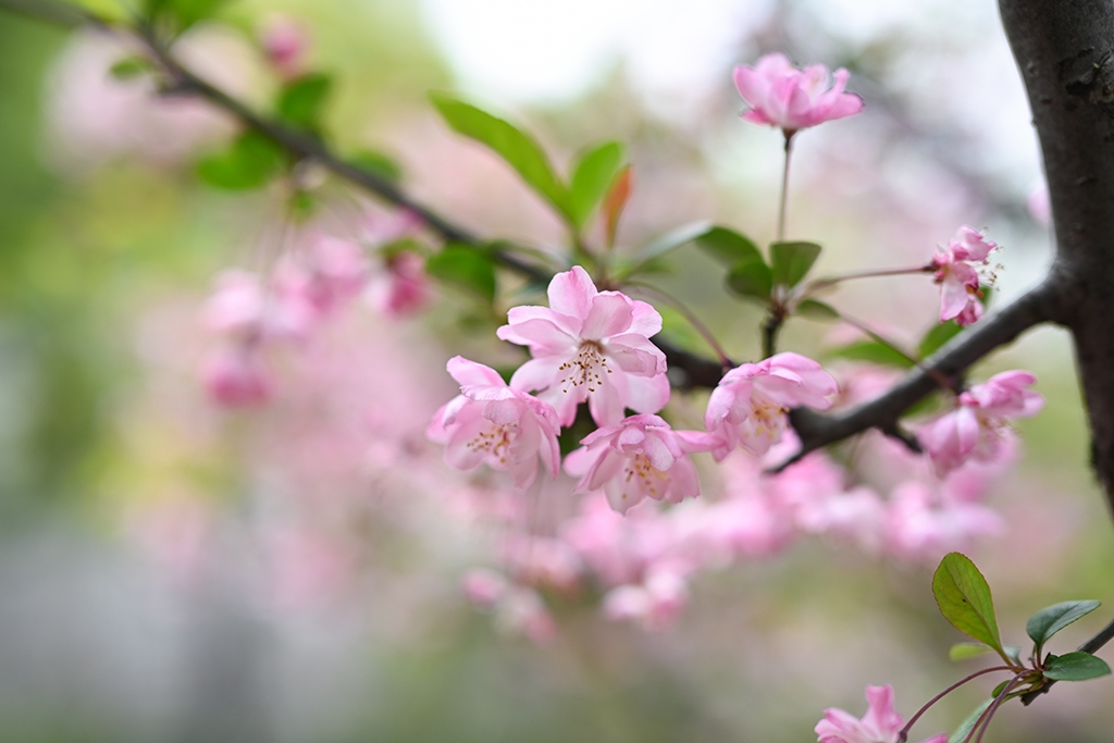 尼康新发售z50mmf1.2s镜头,尼康超大镜头