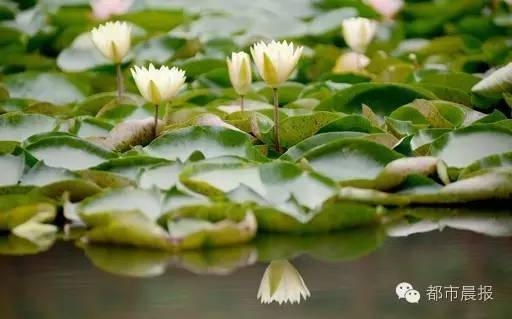 徐州荷花欣赏景区,徐州云龙湖赏荷花