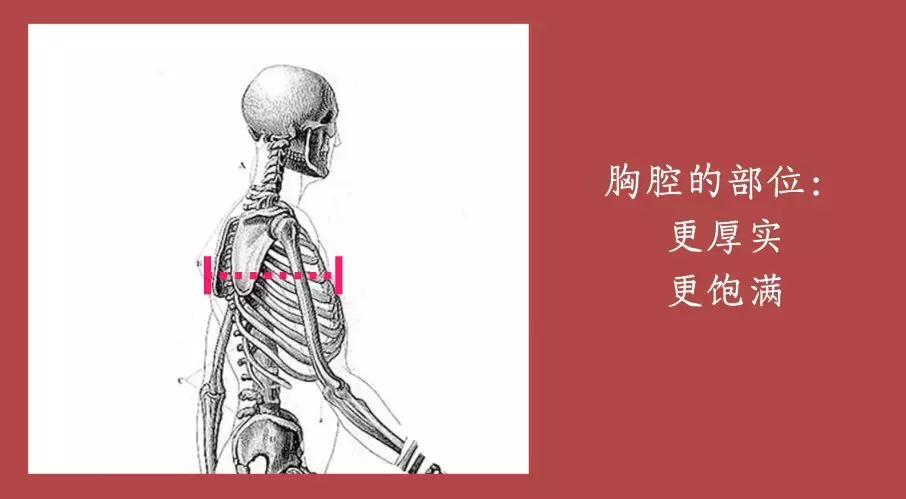 大骨架扁身和圆身怎么分辨,身型风格全面解析