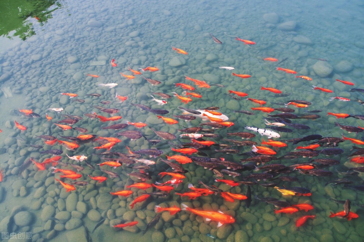 在买金鱼时买什么样的金鱼最合适,如何挑选健康的金鱼的技巧