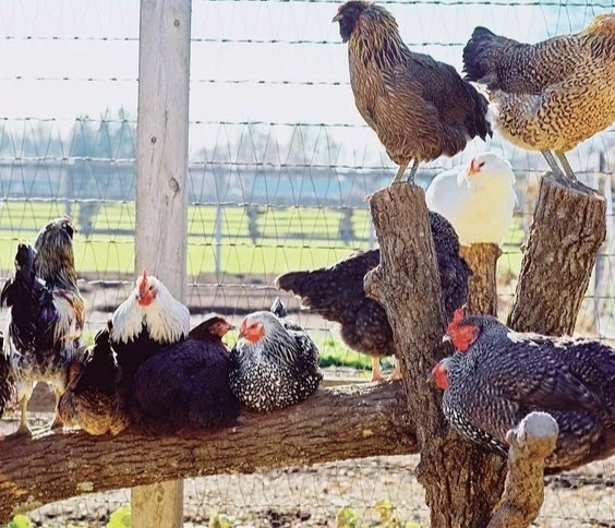 想要养好鸡怎么办,想要养好鸡喂水有诀窍