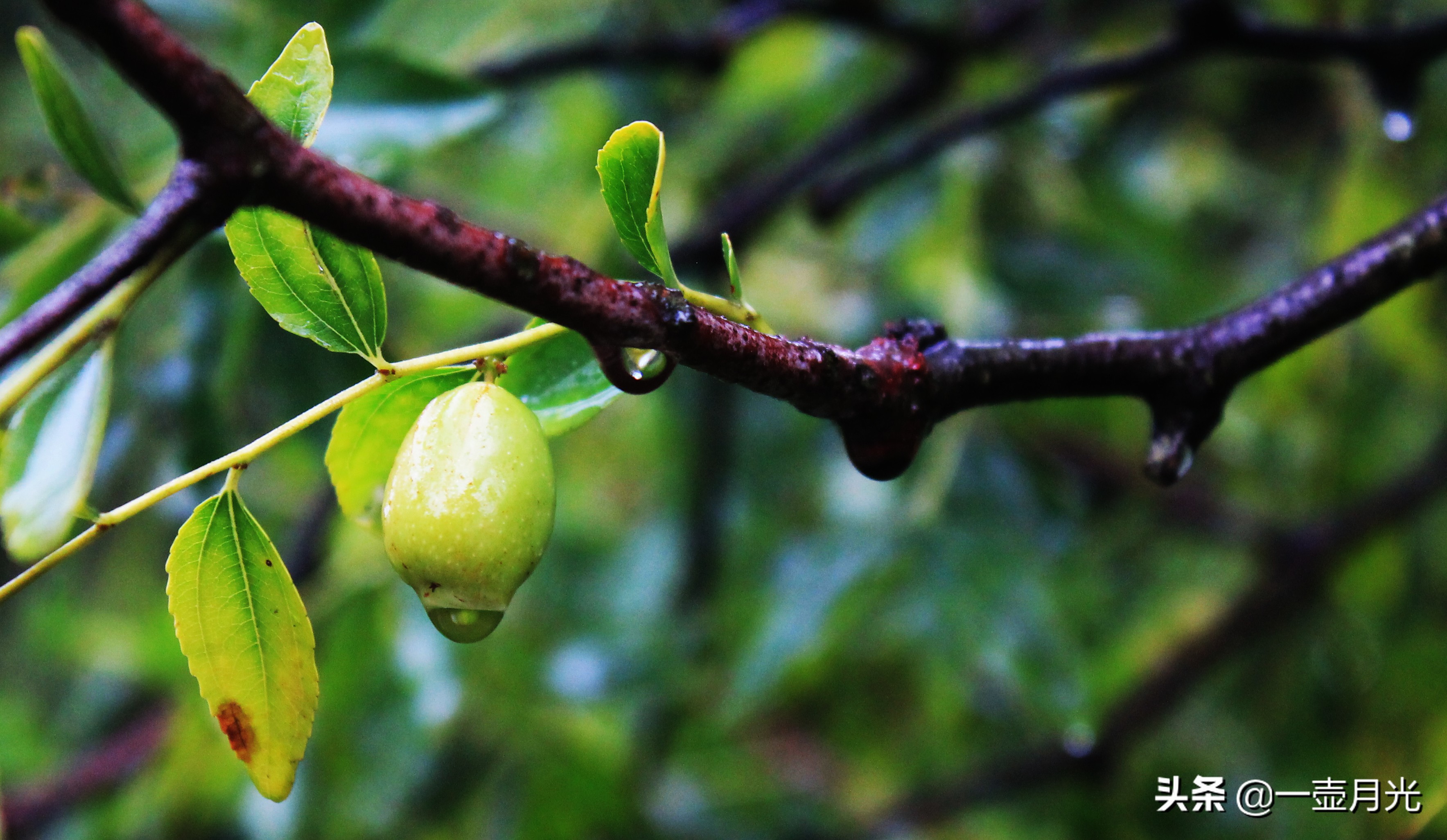 古诗词经典床前明月光名句,床前明月光唐诗300首朗读版