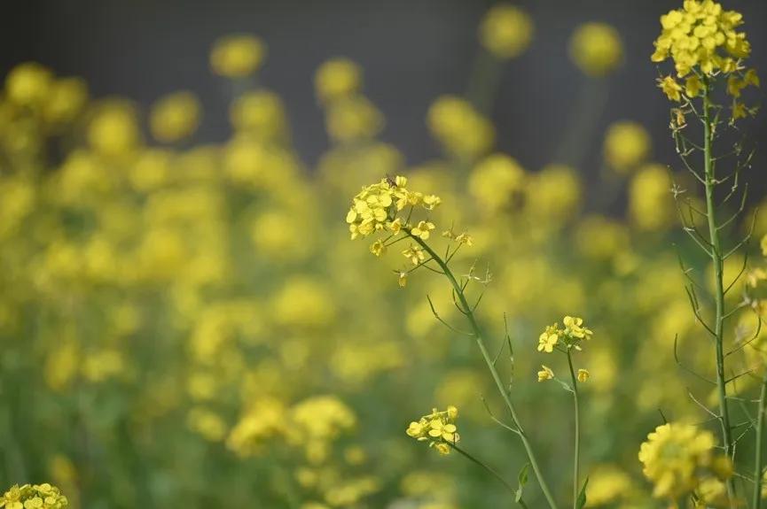 微距镜头选择最大的差异,微距镜头为什么一般是长焦