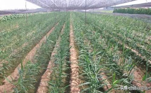 种植大姜怎么样管理才能丰产呢,大姜丰产图片