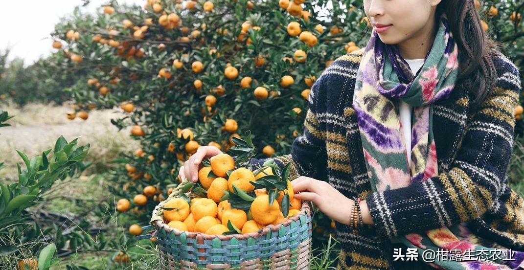 南丰蜜桔价格是什么,南丰蜜桔现在行情怎样