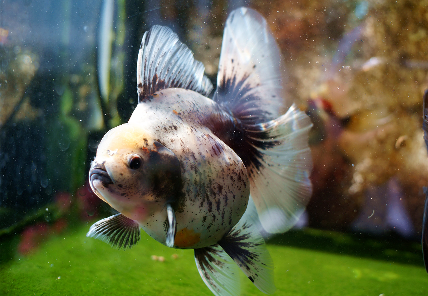 金鱼肚子变大炸鳞是怎么回事,金鱼突然胀肚子炸鳞怎么治疗