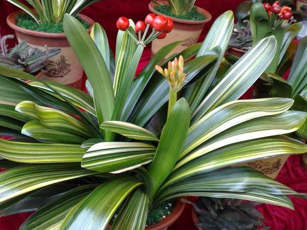 新手养君子兰盆栽养殖方法和技巧,花卉盆栽大全君子兰怎么养