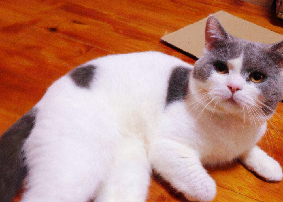 英短猫哪种花色不推荐,英短蓝白猫咪尴尬期前后对比