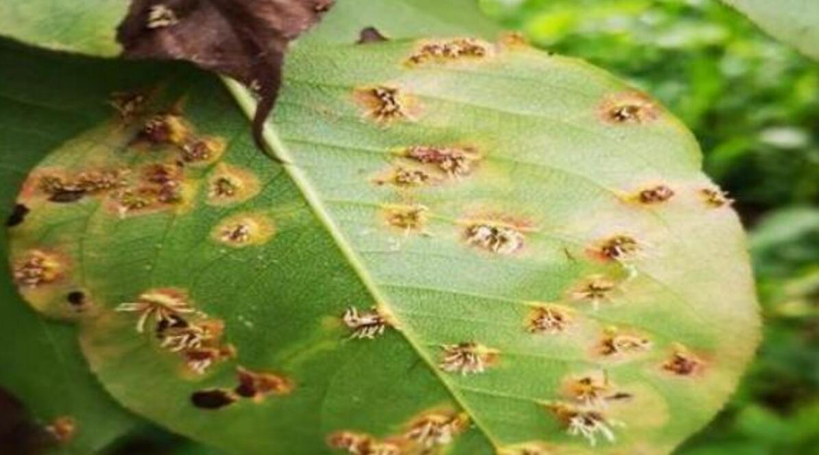 夏天梨树叶子发黄发枯是什么原因,梨树叶子黄是怎么回事怎么治疗