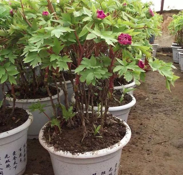 牡丹开花真好看,牡丹好看花不香