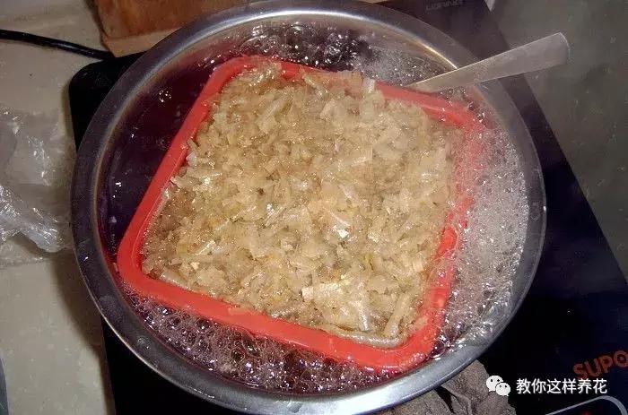 君子兰开花后变成三个头了咋养,君子兰怎样才能结子