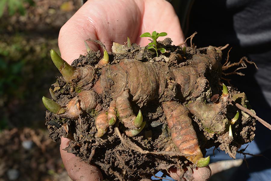 什么东西治蛇最有效,哪种草药治蛇的毒