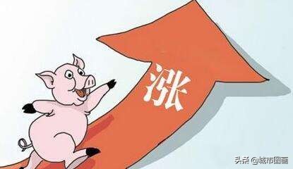 飞天猪未来价格,飞天猪价格最新