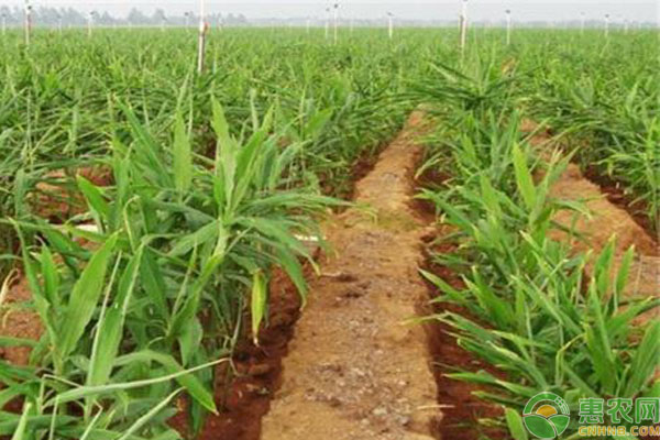 生姜种植前撒生石灰可以吗,生姜种植前姜种处理