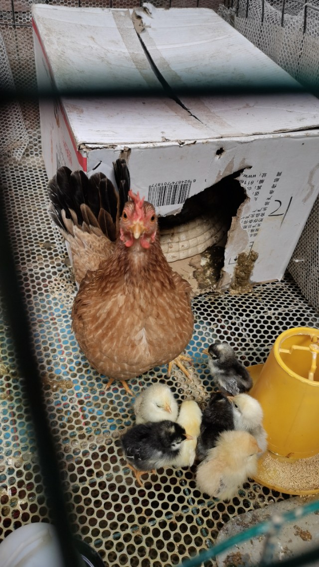 成都乌鸡养殖基地,大型观赏鸡养殖基地