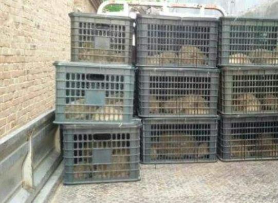 最暴利的养殖方法,巴马香猪养殖利润高为什么没人养