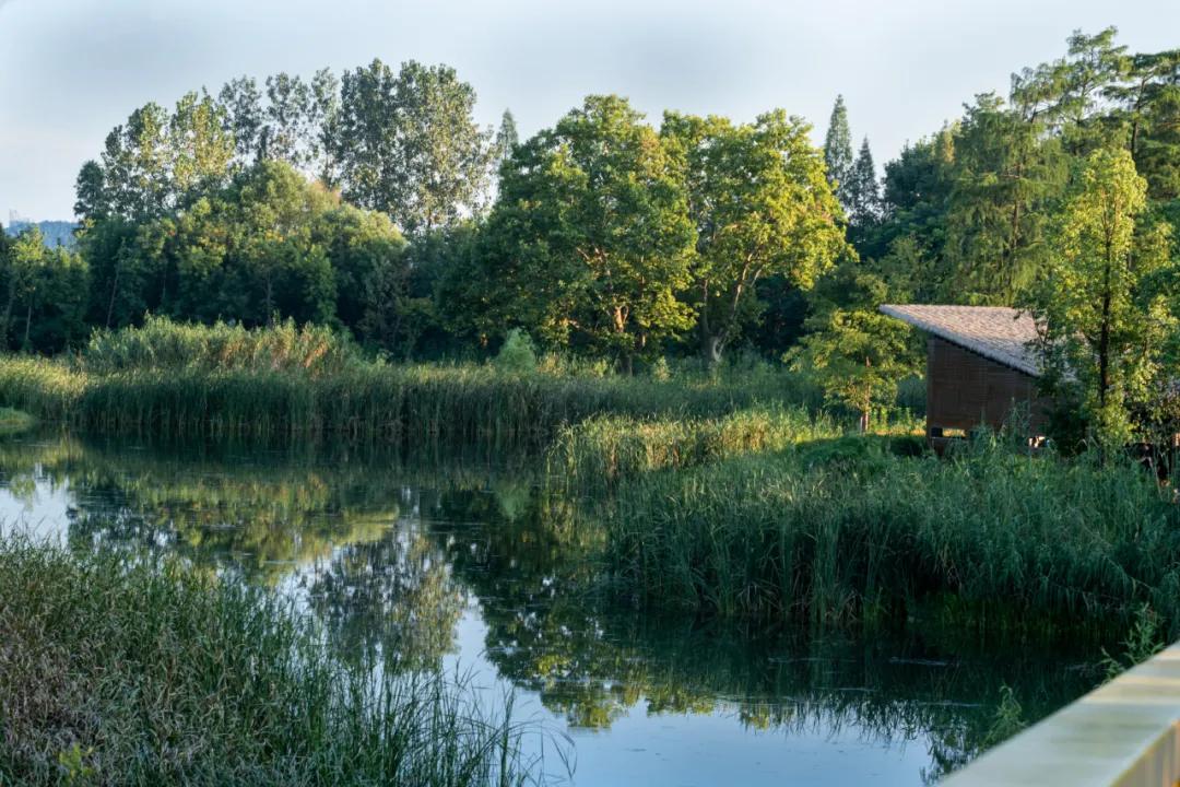 武汉华侨城湿地公园绿化,华侨城生态湿地公园武汉什么区