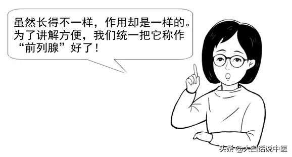 大白话说中医第十四集,根治前列腺炎小方法