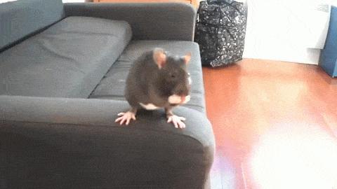 人类为何会如此害怕老鼠,为什么怕老鼠类的动物