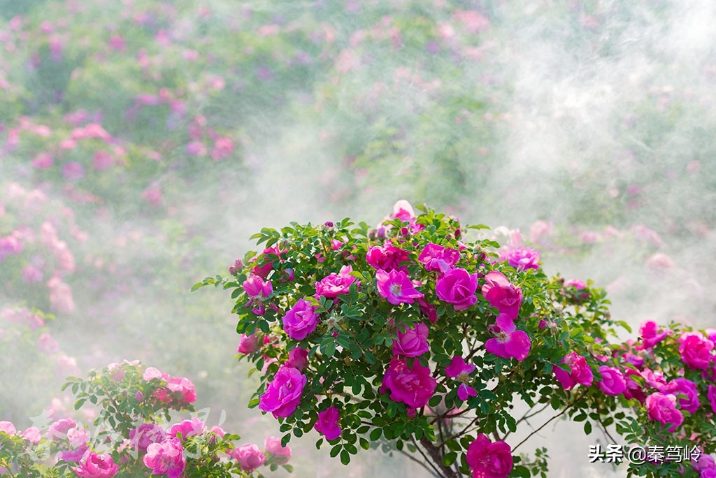 五月玫瑰花期,五月玫瑰盛开时