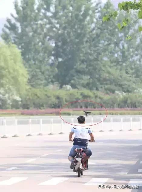 合肥发现的怪事,有一种黑鸟袭击人