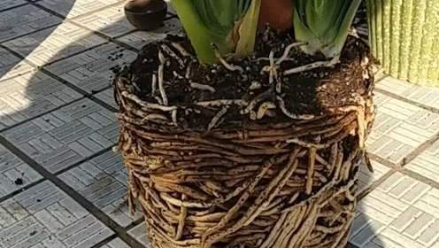 新手养花必选4种花,君子兰开春如何换盆换土