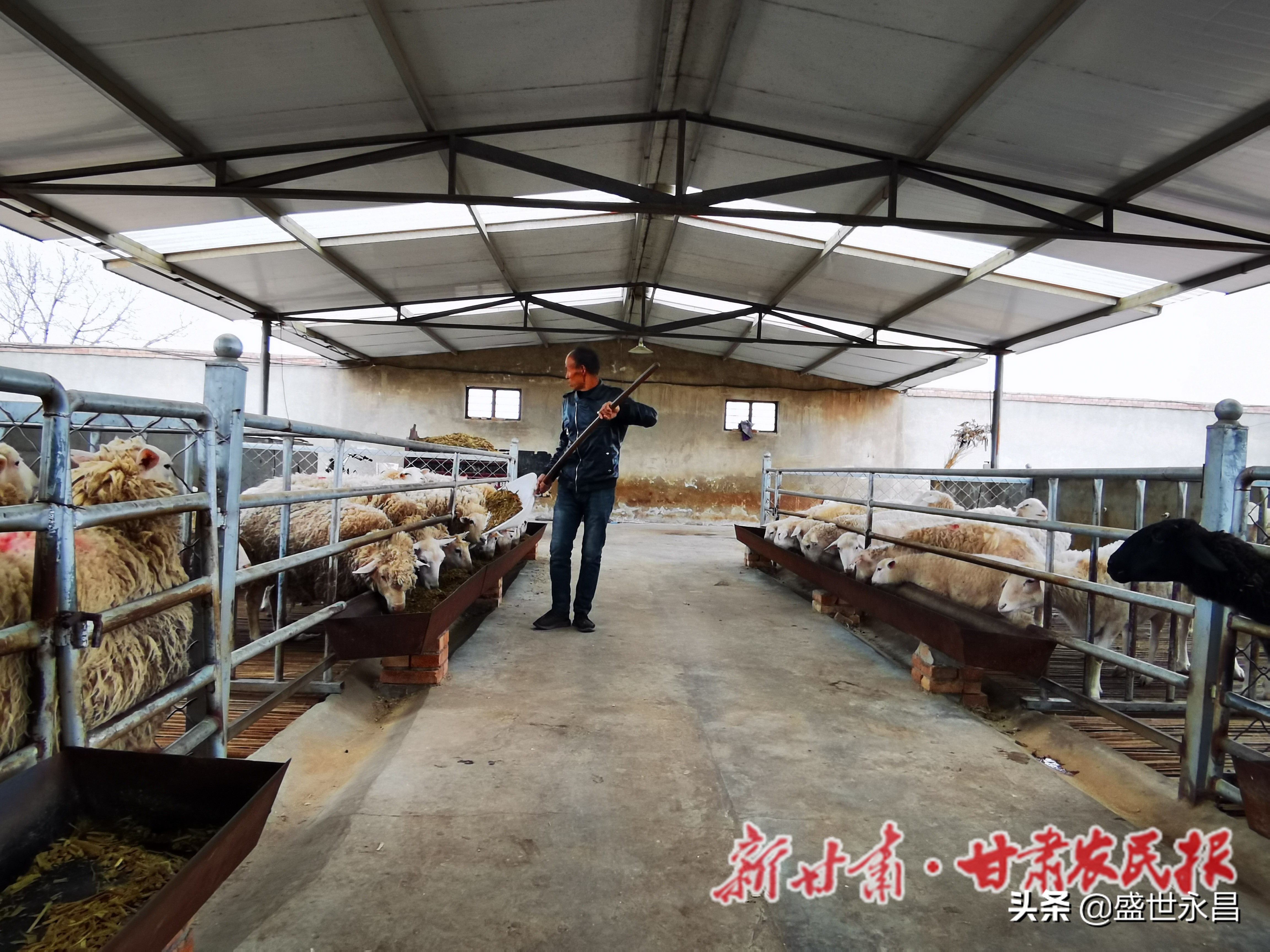 窑洞养羊如何设置羊槽,窑洞养羊技术视频教程