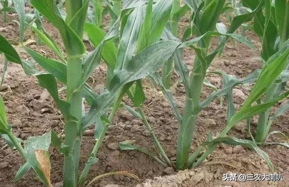 玉米丫子用不用掰,玉米丫子多大可以掰