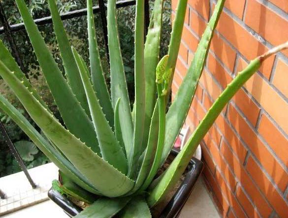 库拉索芦荟爆盆怎么处理,库拉索芦荟为什么不往上长