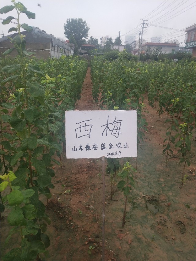 西梅苗品种法兰西介绍,伽师法兰西西梅