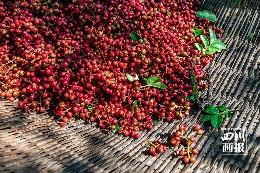 张宏文:汉源.西路花椒