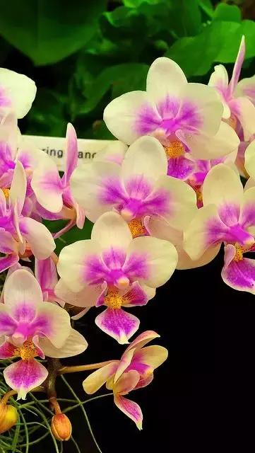 中国兰花名品介绍与欣赏,盆栽极品兰花喜迎新春