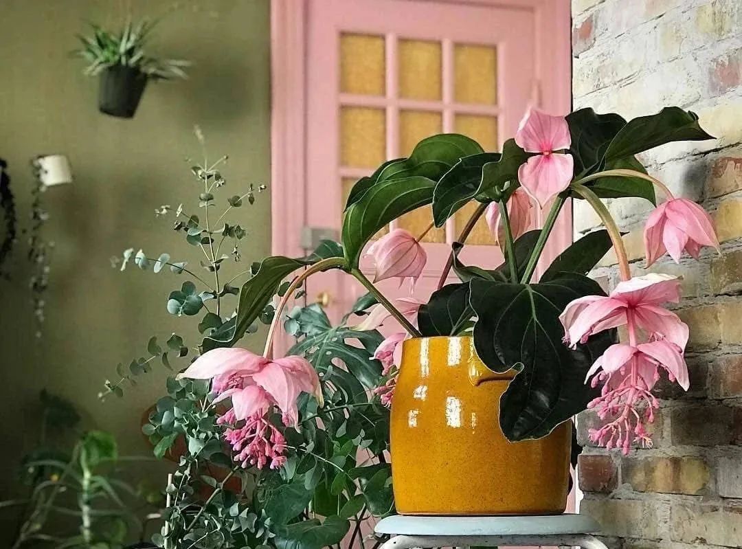 适合新手养的灯笼花,灯笼花用什么花盆栽最好