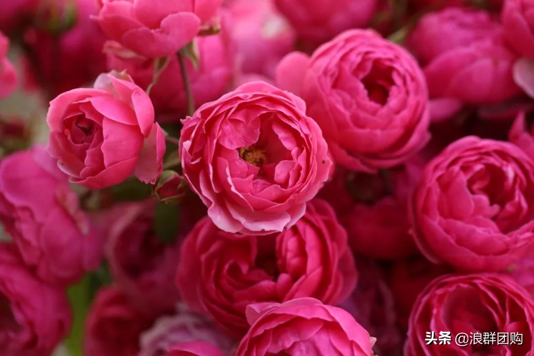 月季哪些品种大花又香,月季哪些品种花期长耐阴耐寒耐旱