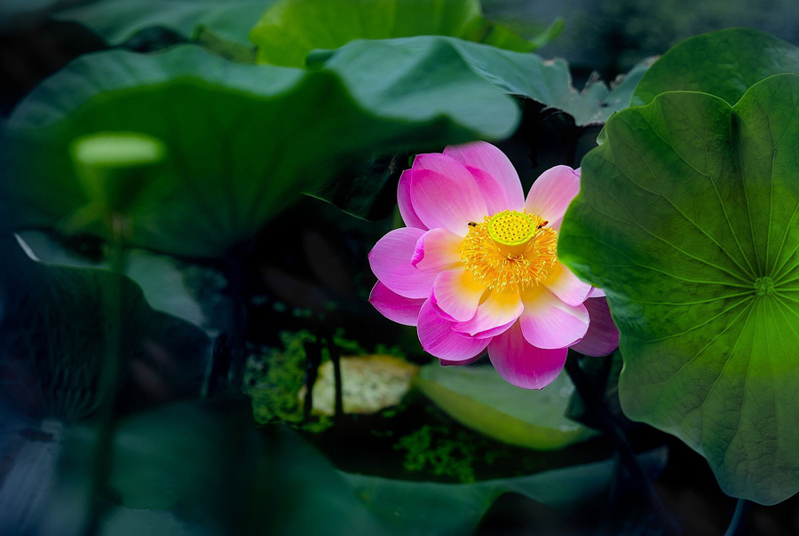 鹤城印象荷花图片,鹤城区看荷花