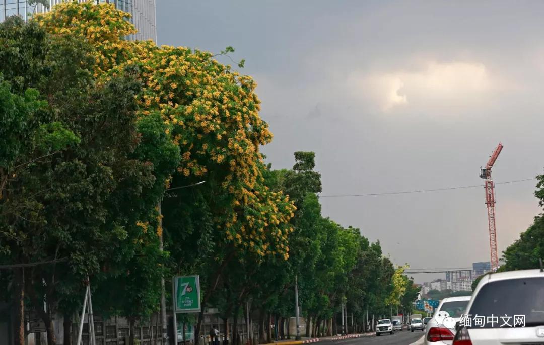 紫檀花开独一无二,紫檀花开了视频