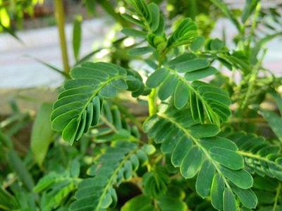 他们都已用国家级草药挣了钱,你却还用它来喂家禽?