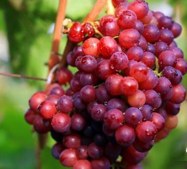 真正的黑色葡萄干,正宗的新葡萄干