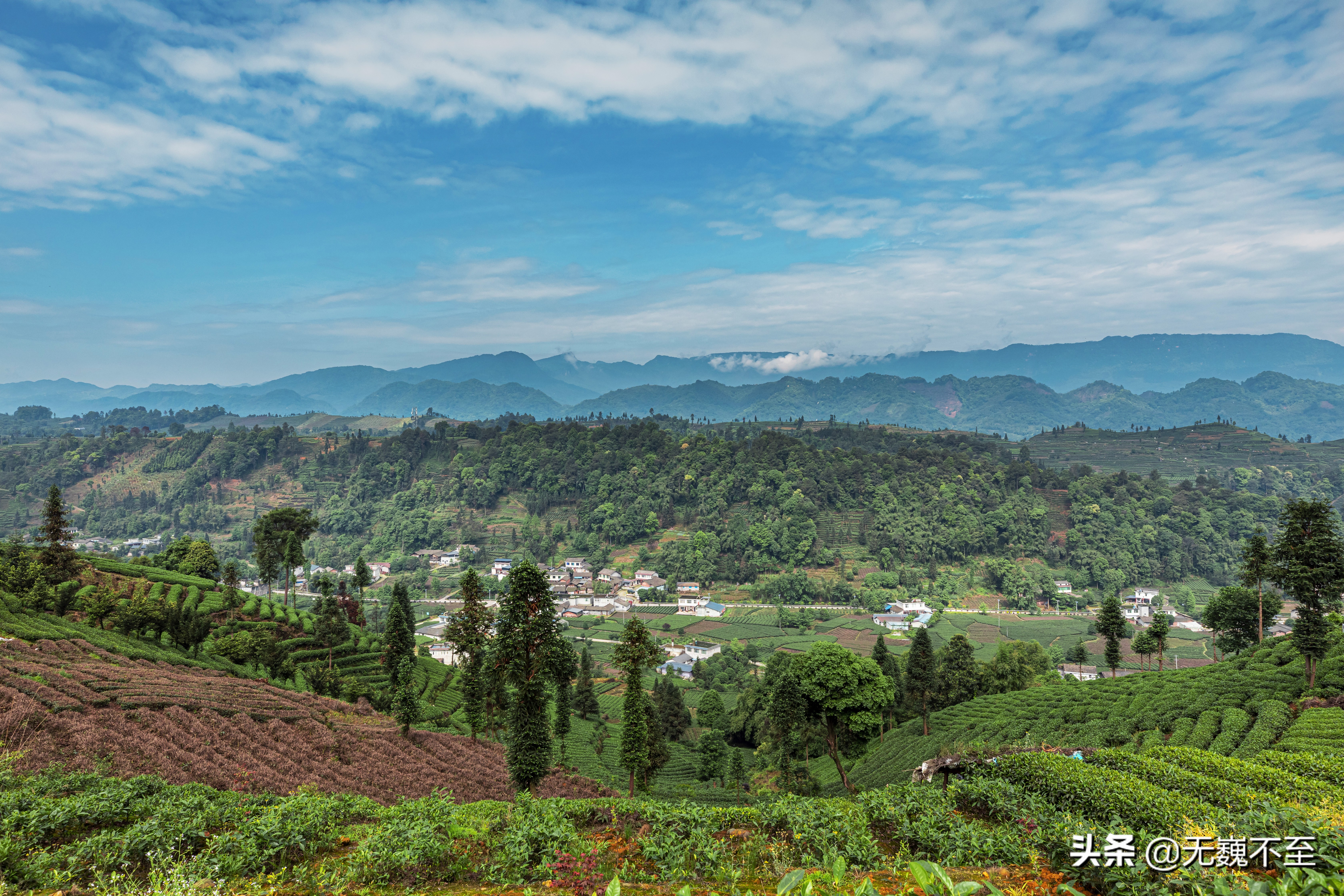 四川雅安牛碾坪万亩观光茶园绿道,雅安旅游景点十大排行榜牛背山