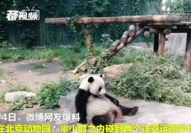 癞蛤蟆想吃到天鹅肉你不配的图片,癞蛤蟆想吃天鹅肉你同意吗