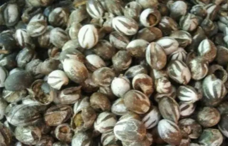 农村有种昆虫蛰人很疼,过去人见人怕,现在受喜欢了