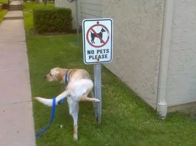 20个关于狗狗的冷知识，99.99%的铲屎官都不知道