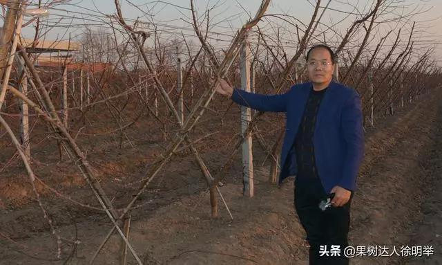 桃树修剪时间及各阶段修剪技术,大口径修剪桃树剪刀