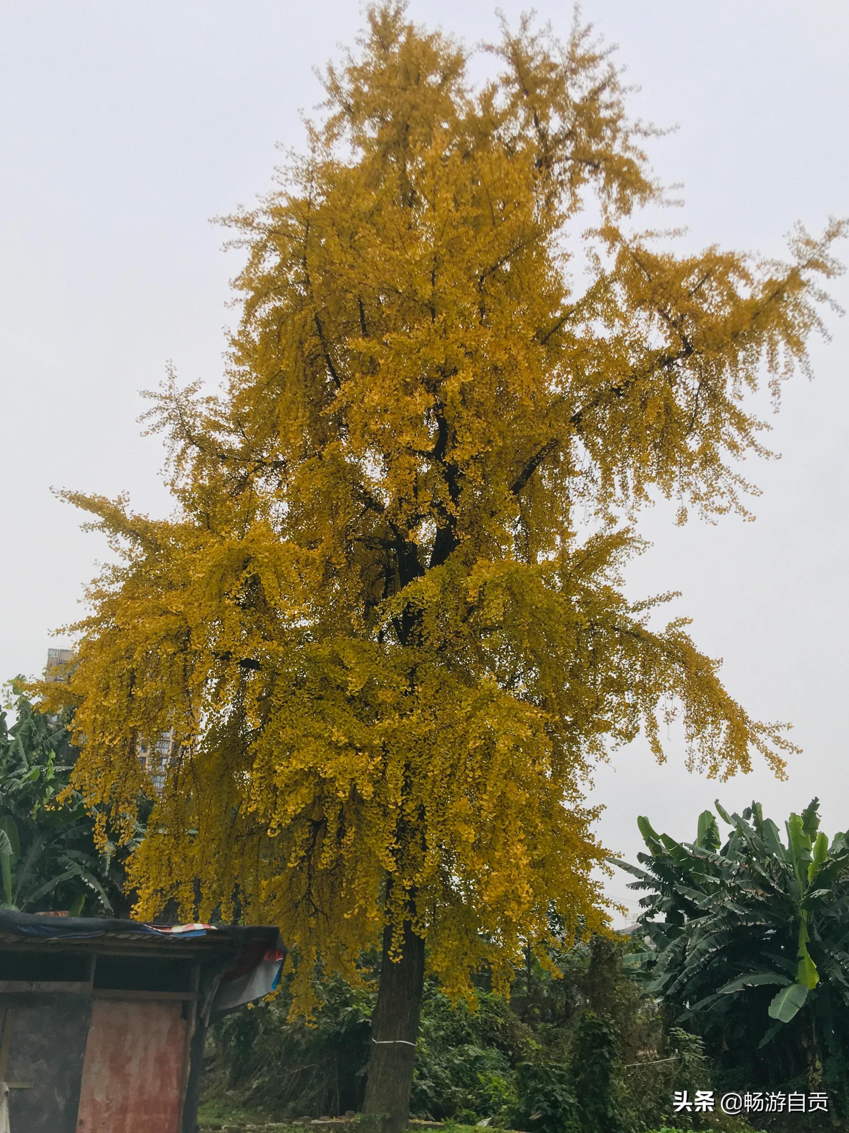 恰逢仲冬季节，追寻自贡唯美黄金叶